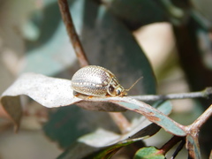 Paropsisterna decolorata