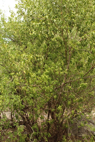 Helietta parvifolia, photograph 4