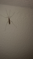 Tipuloidea