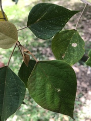 Mallotus paniculatus formosanus