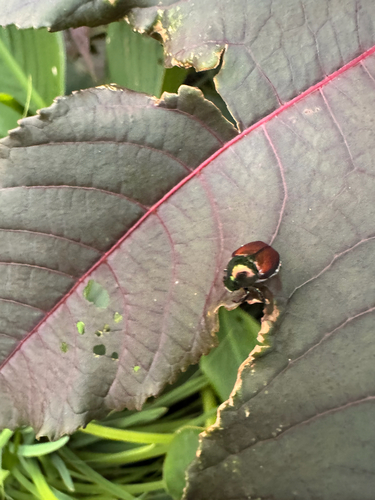 Japanese Beetle