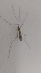 Tipuloidea