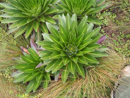 Lobelia gregoriana, photograph 4