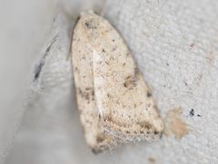 Micrathetis triplex