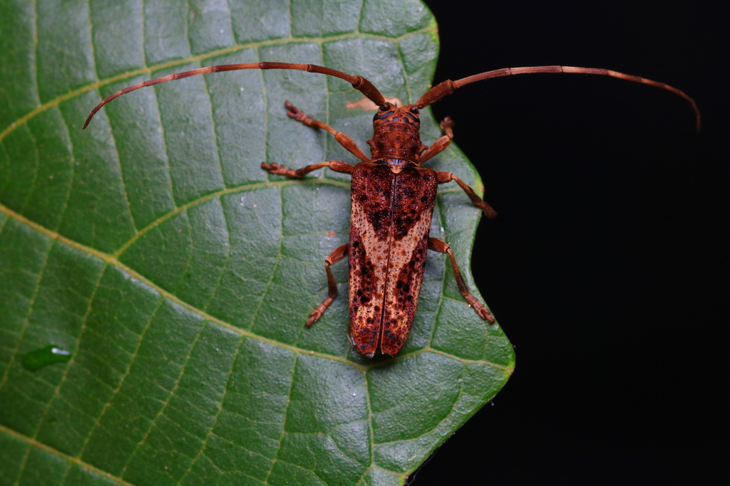 Blepephaeus fulvus from 中国云南省普洱市思茅区 on June 6, 2020 at 04:46 AM by 昆虫学 ...