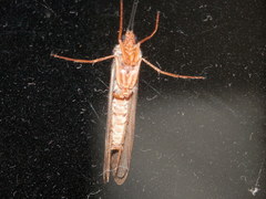 Hypholoma
