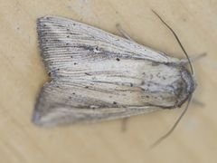 Leucania oaxacana