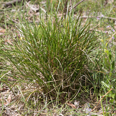 Lomandra densiflora
