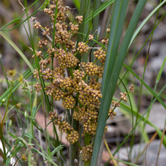 Lomandra multiflora dura