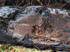 Tomentella terrestris