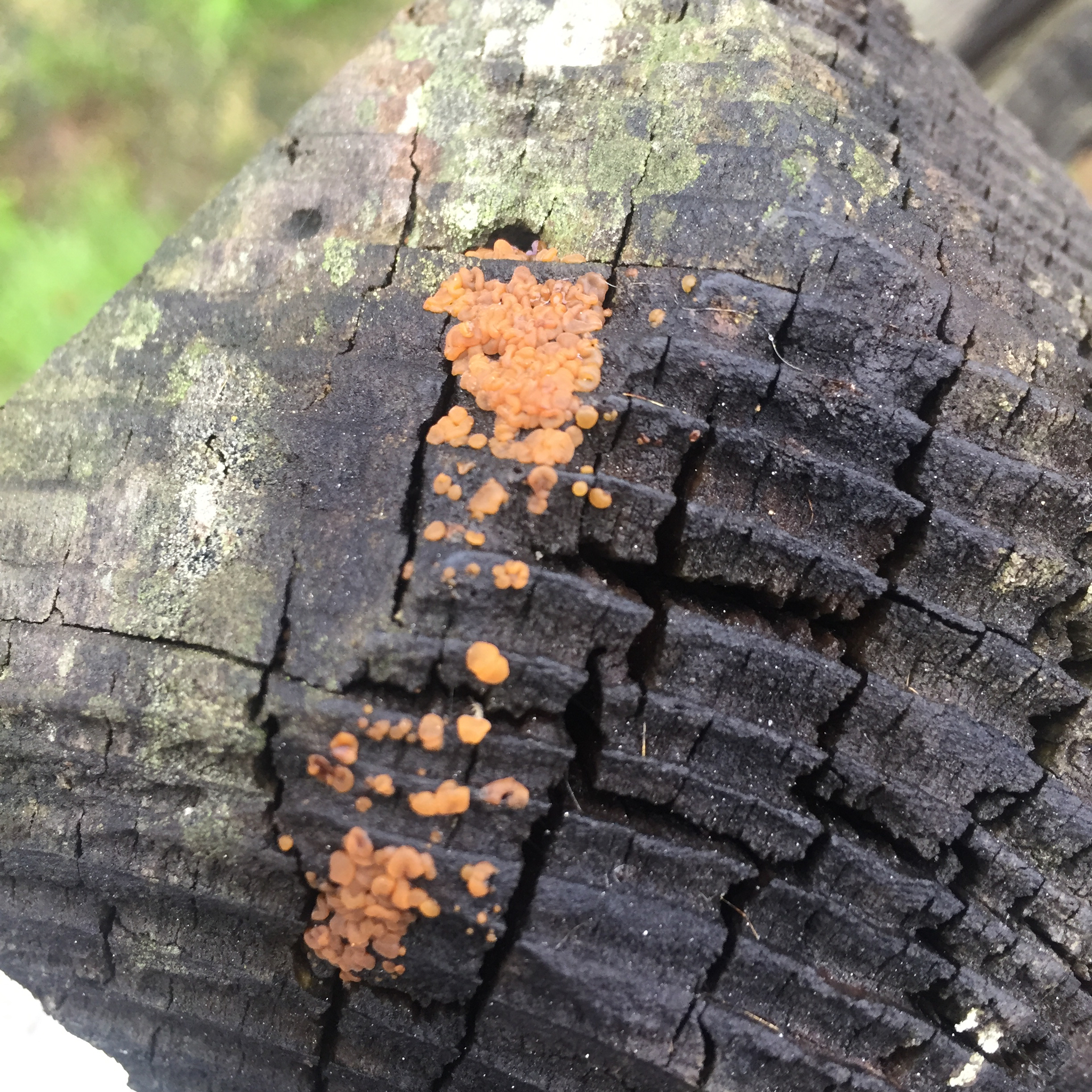 Dacrymyces stillatus image
