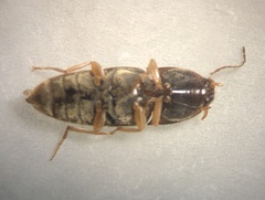 Conoderus falli