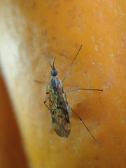 Sylvicola fenestralis