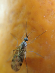 Sylvicola fenestralis