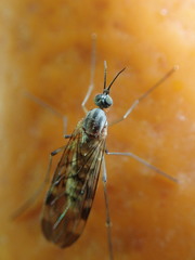 Sylvicola fenestralis