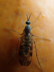 Sylvicola fenestralis