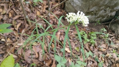 Asclepias angustifolia