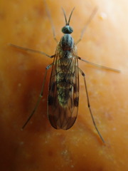 Sylvicola fenestralis
