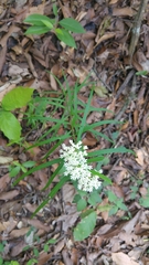 Asclepias angustifolia