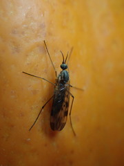 Sylvicola fenestralis