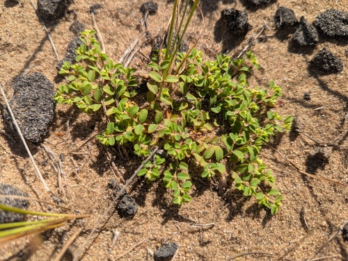 Geyer's Sandmat (Euphorbia geyeri)