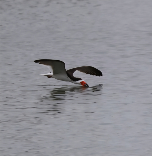 iNaturalist observation photo of Black Skimmer