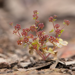 Hydrocotyle callicarpa