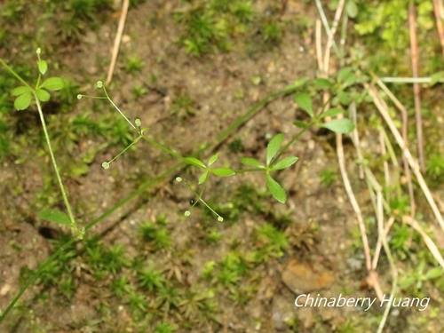 Galium gracilens iNat (1)