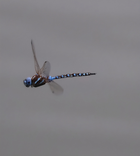 iNaturalist observation photo of Blue-eyed Darner
