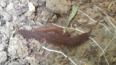 Oroperipatus eisenii