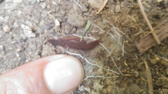 Oroperipatus eisenii