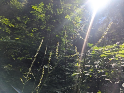 Actaea podocarpa, photograph 5