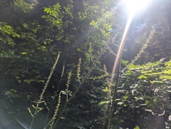 Actaea podocarpa, photograph (c) Ryan Sorrells, some rights reserved (CC BY)