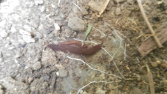 Oroperipatus eisenii