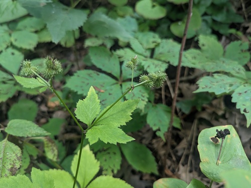 large-fruited sanicle (Sanicula trifoliata)