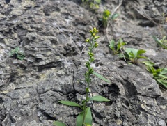 (c) Ryan Sorrells, some rights reserved (CC BY) Solidago sciaphila, photograph (c) Ryan Sorrells, some rights reserved (CC BY)