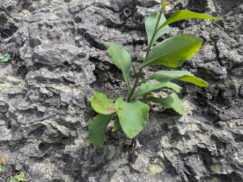 Solidago sciaphila, photograph 6