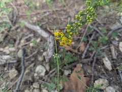 (c) Ryan Sorrells, some rights reserved (CC BY) Solidago sciaphila, photograph (c) Ryan Sorrells, some rights reserved (CC BY)