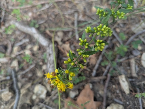 Solidago sciaphila, photograph 3