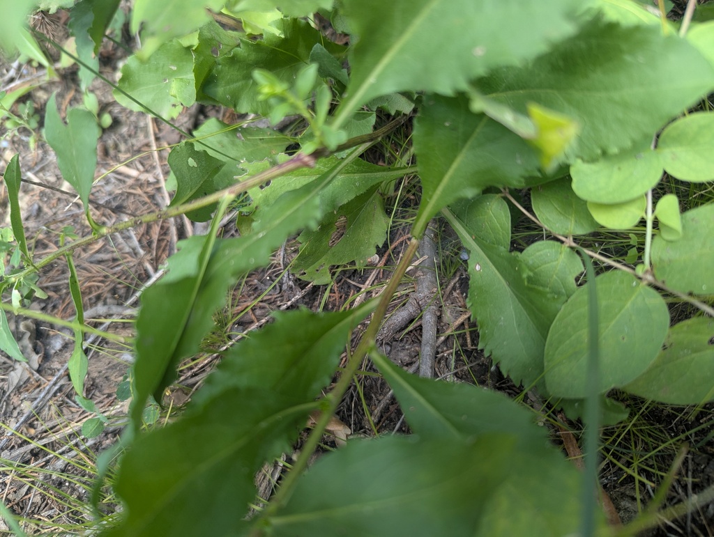 Solidago sciaphila; photograph (c) Ryan Sorrells, some rights reserved (CC BY)