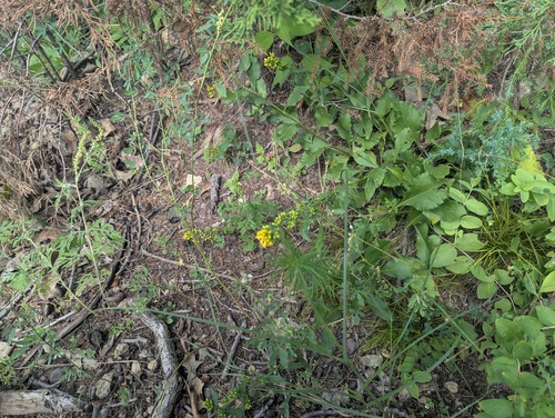 Solidago sciaphila, photograph 4