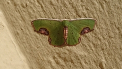 Spaniocentra apatelloides