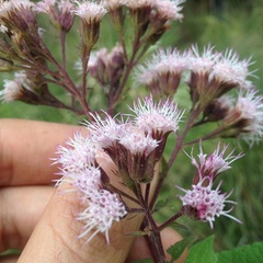 Ageratina deltoidea