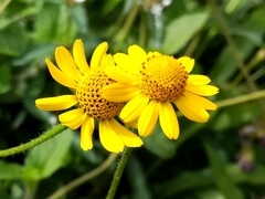 Acmella pilosa