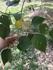 Mallotus paniculatus formosanus