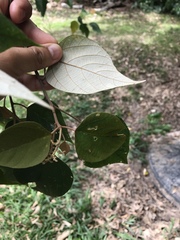 Mallotus paniculatus formosanus