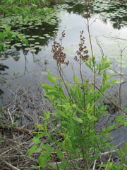 Spiraea alba alba
