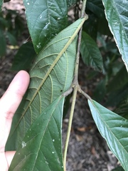 Cryptocarya mackinnoniana