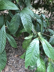 Cryptocarya mackinnoniana