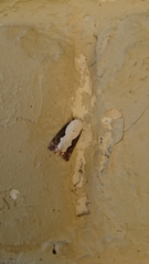 Tathothripa continua